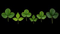 Strawberry leaves in various shades of green, isolated on transparent background. Ready for clipart, t-shirt design, print-on-demand products, stickers, and sublimation projects.