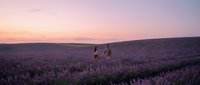 Couple walking through blooming lavender field at sunset, romantic landscape for travel and lifestyle content.
