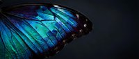 Stunning iridescent butterfly wing with vibrant blue and turquoise colors showcasing intricate natural patterns and delicate wing structure against dark background.
