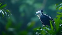 Majestic long-crested eagle perched among green foliage in natural habitat, side view against blurred forest background showing distinctive head plumage and sharp beak.