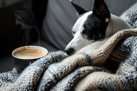 Sleepy black and white dog wrapped in cozy knit blanket next to steaming cup of coffee on cold morning, creating peaceful hygge atmosphere at home.