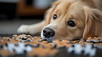 Golden retriever lying down and looking at scattered kibble and treats on floor, suitable for pet food advertising, dog nutrition content, and animal care marketing.