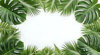 Tropical leaves frame with monstera and palm fronds creating natural border on white background for summer design projects and botanical themes.