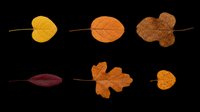 Six autumn leaves in warm orange, yellow, brown, and red tones, isolated on transparent background. Ready for seasonal clipart, stickers, t-shirt design, and print on demand.