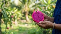 Farmer holding fresh pink dragon fruit in hands against blurred green orchard background, agricultural harvest and tropical fruit farming concept.