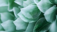 Delicate succulent leaves in soft mint green tones create an abstract natural pattern with water droplets, showcasing organic textures and gentle curves.