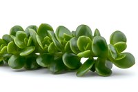 Fresh green jade plant leaves arranged in natural pattern on white background, succulent Crassula ovata close-up macro photography for gardening and decoration.