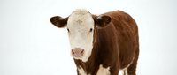 Brown and white cow with distinctive facial markings standing against neutral background, suitable for agricultural, livestock, and farming industry content.
