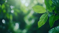 Fresh green leaves against blurred natural bokeh background, soft dreamy atmosphere with morning dew drops creates peaceful nature composition.