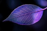 Delicate skeleton leaf with visible veins in vibrant purple and blue neon colors against dark background, showing intricate natural patterns and textures.