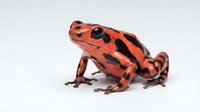 Vibrant red poison dart frog with black markings isolated on white background, suitable for educational materials and design projects.