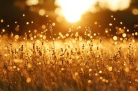 Golden sunset meadow with wild grass silhouettes and magical bokeh lights creating dreamy atmospheric glow for nature backgrounds and wellness content.