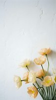 Delicate yellow and peach poppies arranged against white textured wall background with copy space for text and design projects.