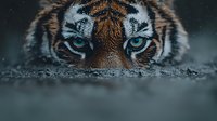 Tiger face close-up with piercing blue eyes emerging from water surface, intense wildlife portrait showing wet fur and powerful predator gaze.