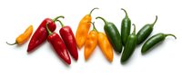 Colorful hot chili peppers in red, orange and green varieties arranged in row on white background, isolated for cooking and spice design projects.