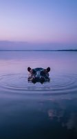 Hippopotamus partially submerged in calm lake water during twilight hours, creating ripples around its head. Wildlife and nature photography.