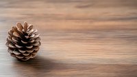 Single brown pine cone on wooden surface with soft natural lighting and shallow depth of field creates minimalist composition for seasonal decor.