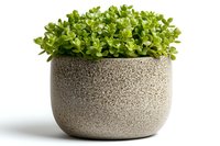 Fresh green succulent plant in modern textured concrete pot against white background, minimalist home decor and gardening concept for interior design.