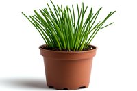 Fresh green chives growing in brown plastic pot isolated on white background, organic culinary herbs for cooking and garnishing food.