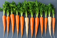 Fresh organic carrots with green tops arranged in row on gray background, including orange and white varieties. Natural healthy vegetables for cooking and nutrition.