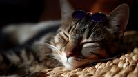 Sleeping tabby cat wearing tiny sunglasses resting on woven surface in warm sunlight, whiskers and fur details visible in natural lighting. Perfect for pet care and lifestyle content.
