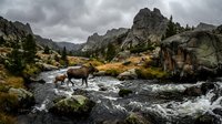 Highland cattle grazing by mountain stream in dramatic rocky landscape with stormy clouds overhead creating moody wilderness scene.