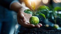 Young green apple with leaves magically glowing in cupped hands over dark soil, with bokeh light effects creating mystical garden atmosphere. Concept of growth and nature magic.
