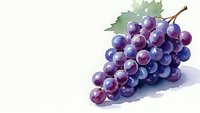 Fresh purple grapes cluster with green leaves isolated on white background for healthy food design and culinary projects.