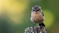 Curious Eastern Bluebird perched on weathered wooden post against soft bokeh background, displaying natural behavior with inquisitive expression and detailed feather texture.