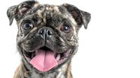 Happy pug dog with tongue out and bright eyes against white background, close-up portrait showing joyful expression and distinctive wrinkled face. Isolated for design use.