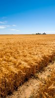 Golden wheat field ready for harvest with farm buildings under clear blue sky in rural agricultural landscape for farming and food production concepts.