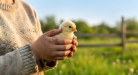 Young chick held in hands of person wearing beige sweater on rural farm with green fields and blurred background, representing agriculture, animal care, and countryside living.