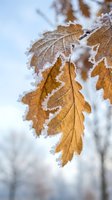 Frost-covered oak leaves hanging on winter branch with delicate ice crystals forming natural patterns against blurred snowy forest background.