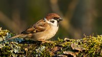Small brown and white sparrow perched on moss-covered branch, wildlife photography for nature, ornithology, and educational materials.