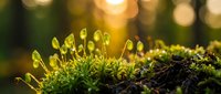 Fresh green moss with delicate sporophytes growing on dark soil in warm golden sunlight. Natural forest floor macro photography with beautiful bokeh background.