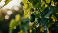 Fresh green cucumber growing on vine with natural bokeh background and sunlight, closeup view of organic vegetable garden produce in summer season.