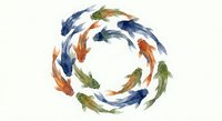 Watercolor koi fish swimming in circular pattern on white background. Colorful carp in blue orange green hues forming decorative ring for Asian design projects.