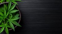 Fresh cannabis leaves in brown ceramic pot against dark textured background with copy space, top view composition for medical and wellness concepts.