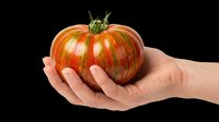 Hand holding a ripe striped heirloom tomato, isolated on transparent background. Ready for stickers, print on demand, T-shirt design, clipart, and sublimation use.