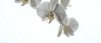 White orchid flowers blooming on stem against clean white background, isolated botanical element for elegant design projects and floral arrangements.