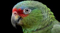 Close-up portrait of a green Amazon parrot with vivid red and blue head markings on a dark background, showcasing exotic bird detail.
