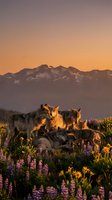 Wolf pack family resting among wildflowers during golden hour sunset with mountain range backdrop for wildlife and nature photography projects.