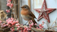 European robin perched on pink winter berries branch against rustic background with decorative red star, creating cozy Christmas atmosphere.