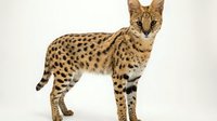 Serval wild cat with spotted golden coat standing in profile pose isolated on white background for wildlife and nature design projects.