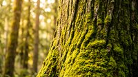Close-up of moss-covered tree bark in sunlit forest with golden light filtering through trees creating natural woodland atmosphere for nature designs.