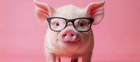 Cute piglet wearing black rimmed glasses against pink background, close up portrait view of smart funny pig face looking directly at camera.
