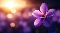 Single purple plumeria flower in soft focus against blurred sunset background with golden bokeh lights creating dreamy romantic atmosphere.