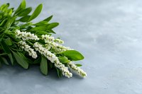 Fresh white lupine flowers with green leaves on gray concrete background, natural floral arrangement with copy space for text or design.