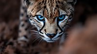 Close up portrait of wild cat with intense bright blue eyes and spotted fur pattern against dark background, dramatic lighting emphasizes feline predator features.