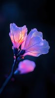 Delicate pink and purple flower petals with translucent veins backlit against dark background, creating ethereal glow effect. Macro photography captures intricate details.